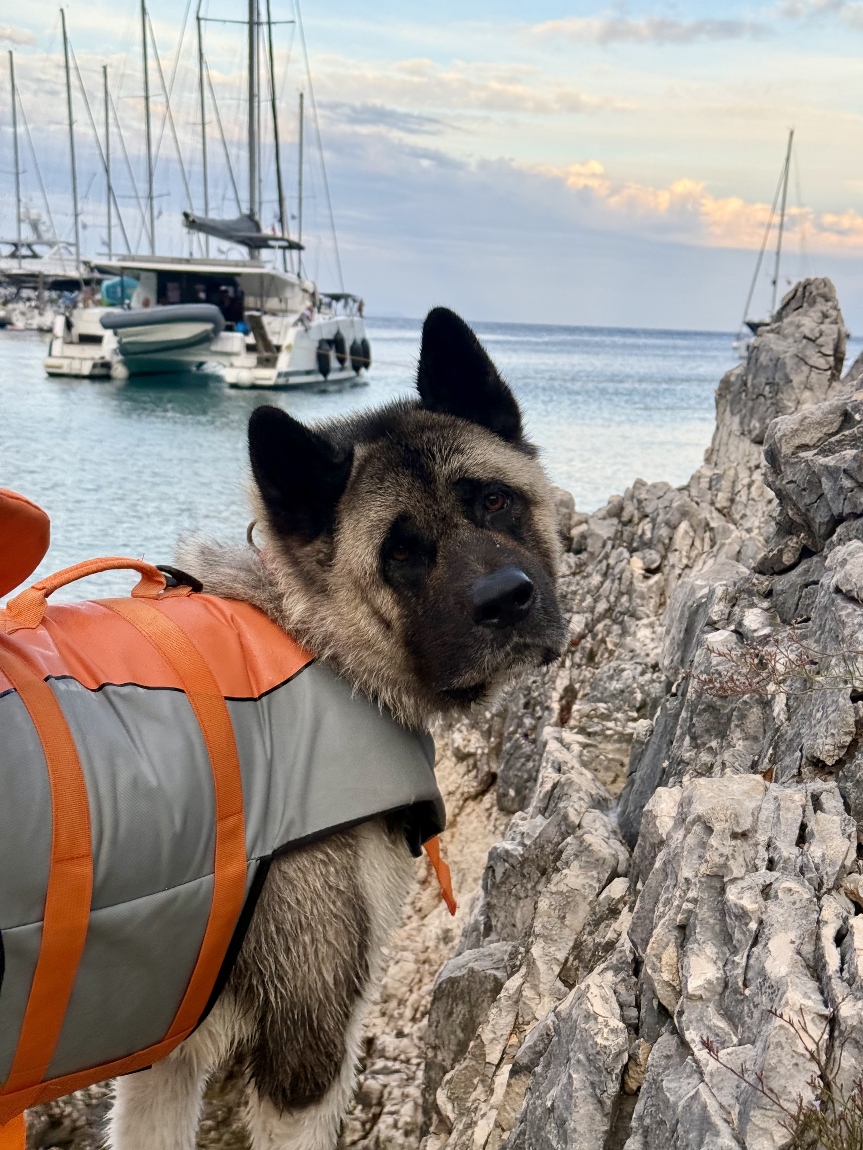 Sailing with dogs isn't the problem it looks like | BITE